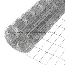 Amazon Hot Sale Galvanized Welded Wire Mesh China Low Price